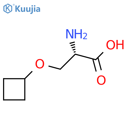(2S)-2-amino-3-(cyclobutoxy)propanoic acid structure