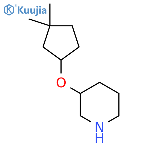 3-(3,3-dimethylcyclopentyl)oxypiperidine structure